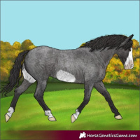 Horse Color:Smoky Blue Roan Frame