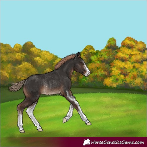 Horse Color:Liver Chestnut Sabino Rabicano 