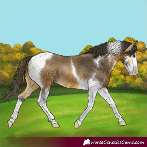 Horse Color:Buckskin Sabino Tobiano 