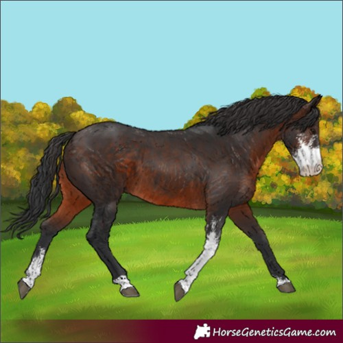 Horse Color:Brown Sabino 