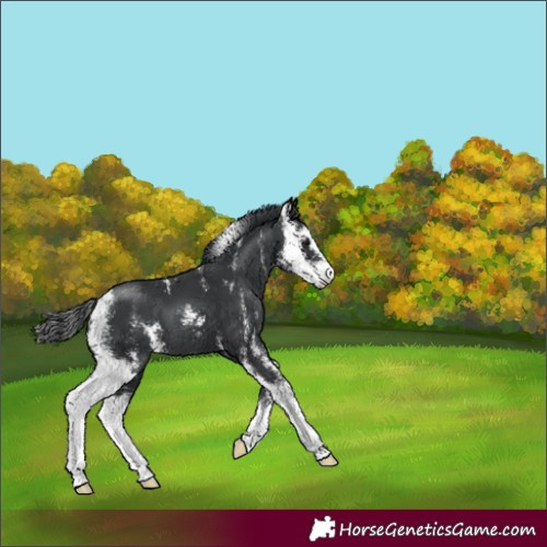 Horse Color:Black Sabino