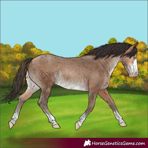 Horse Color:Sable Champagne Rabicano
