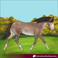 Horse Color:Sable Champagne Rabicano 