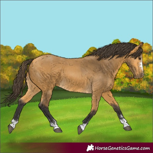 Horse Color:Buckskin 