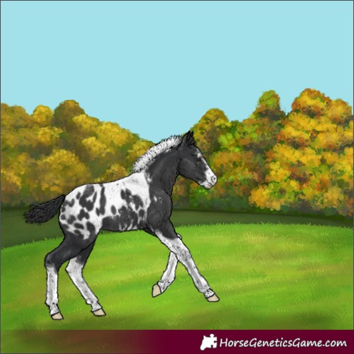 Horse Color:Black Sabino Tobiano Appaloosa