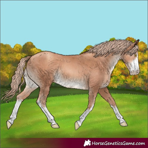 Horse Color:White Spotted Gold Champagne