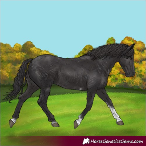 Horse Color:Smoky Black Tobiano Rabicano 