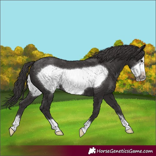 Horse Color:Smoky Black Frame