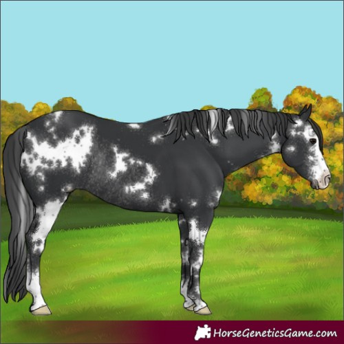 Horse Color:White Spotted Black Sabino Rabicano