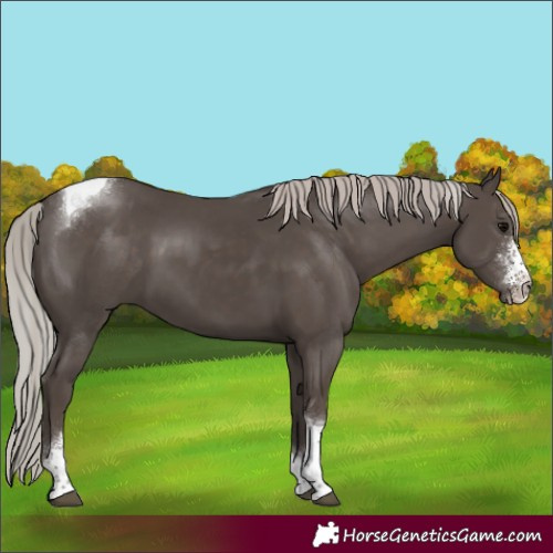 Horse Color:Silver Black Sabino Tobiano