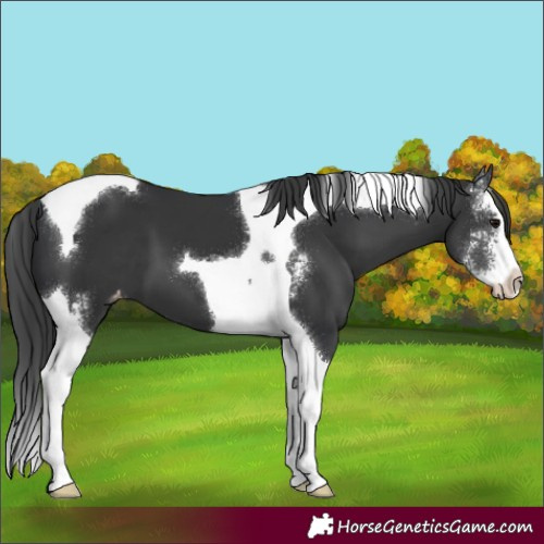 Horse Color:Black Sabino Splash Tobiano Appaloosa 