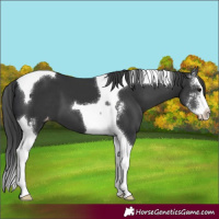 Horse Color:Black Sabino Splash Tobiano Varnish 
