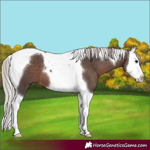 Horse Color:Silver Black Splash Tobiano 
