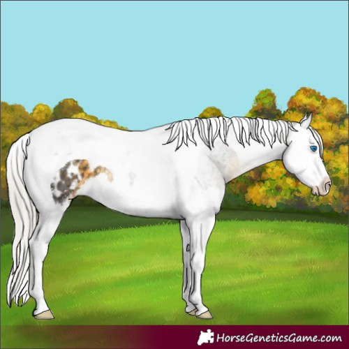 Horse Color:Silver Buckskin Splash Tobiano Appaloosa