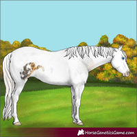 Horse Color:Silver Buckskin Splash Tobiano Appaloosa 