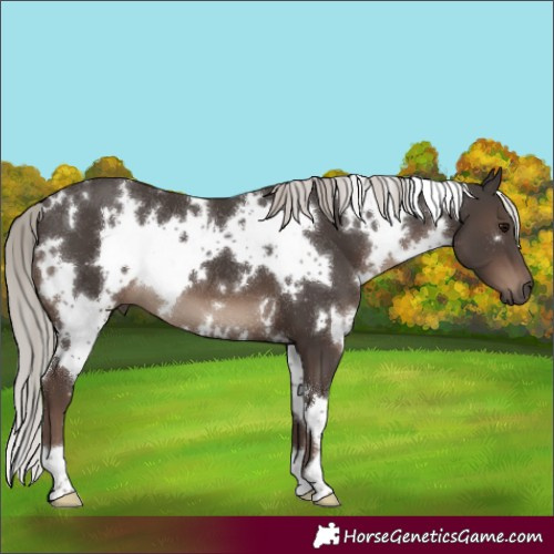 Horse Color:White Spotted Silver Black 