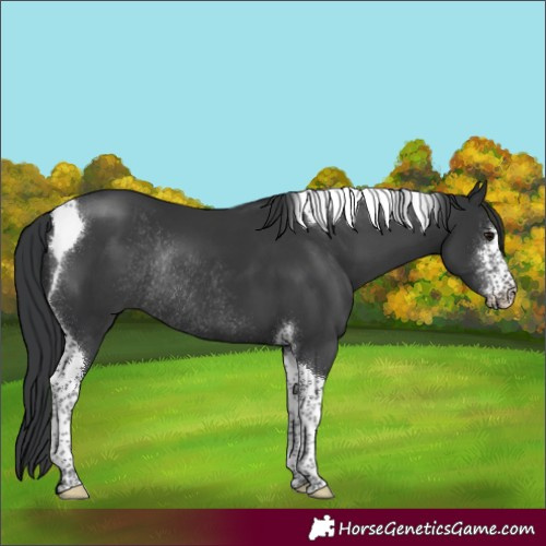 Horse Color:Black Sabino Tobiano Rabicano