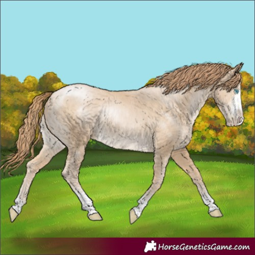 Horse Color:Buckskin Pearl Sabino 
