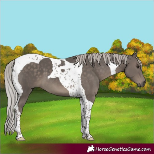 Horse Color:Silver Black Tobiano