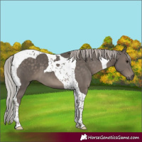 Horse Color:Silver Black Tobiano 