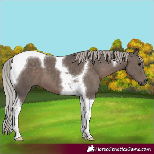 Horse Color:Silver Black Tobiano 