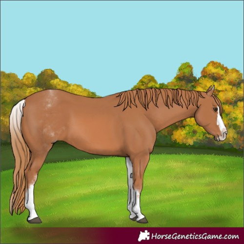Horse Color:White Spotted Chestnut Splash 