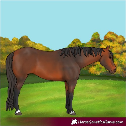 Horse Color:Bay 