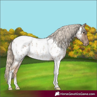 Horse Color:Chocolate Palomino Roan Tobiano Appaloosa 