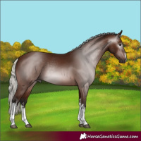 Horse Color:Gray White Spotted Silver Bay 