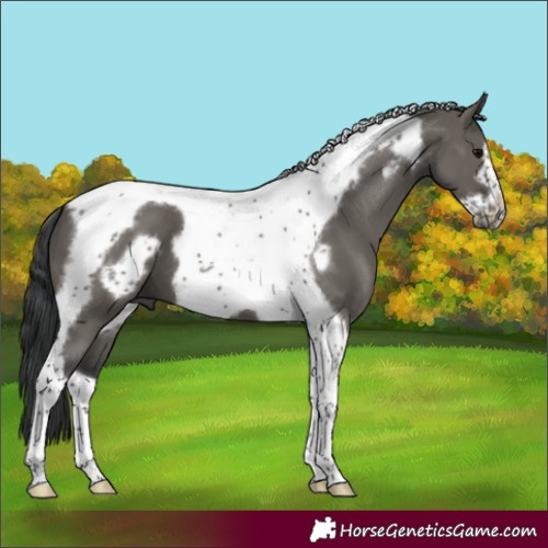 Horse Color:Grullo Tobiano Frame 