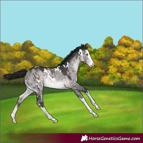 Horse Color:Platinum White Spotted Brown Dun Splash Rabicano Brindle 