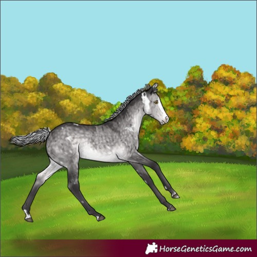 Horse Color:Platinum White Spotted Silver Buckskin Dun Splash Rabicano Brindle 