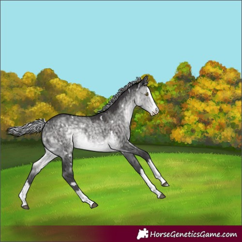 Horse Color:Platinum White Spotted Silver Buckskin Dun Splash Rabicano Brindle 