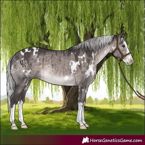 Horse Color:Platinum White Spotted Silver Brown Dun Splash Rabicano Brindle