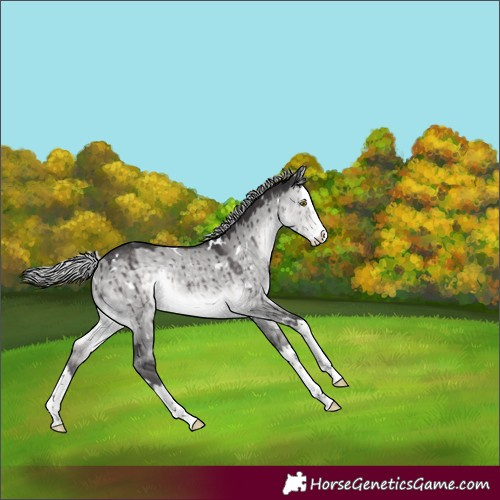 Horse Color:Platinum White Spotted Silver Buckskin Dun Splash Rabicano Brindle
