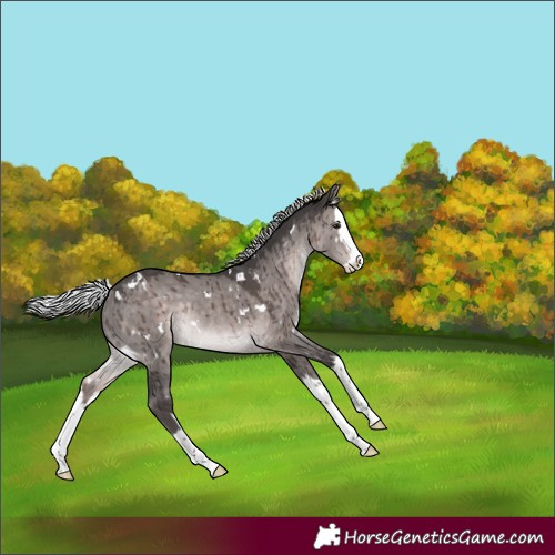 Horse Color:Platinum White Spotted Silver Brown Dun Splash Rabicano Brindle 