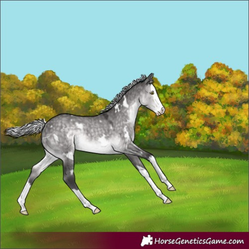 Horse Color:Platinum White Spotted Silver Buckskin Dun Splash Rabicano 