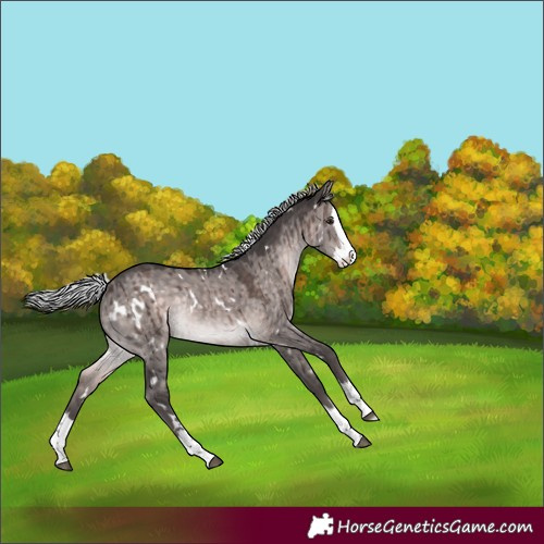 Horse Color:Platinum White Spotted Silver Brown Dun Splash Rabicano Brindle