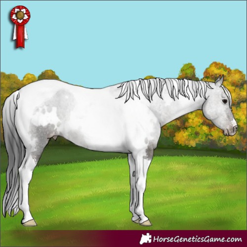 Horse Color:White Spotted Black Tobiano Appaloosa Rabicano 