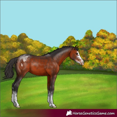 Horse Color:Brown Sabino Appaloosa 