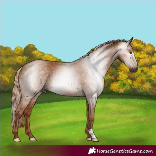Horse Color:Gray Chestnut 