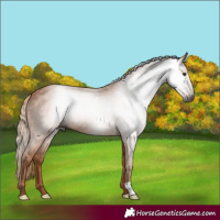 Horse Color:Gray Chestnut