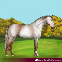 Horse Color:Gray Chestnut