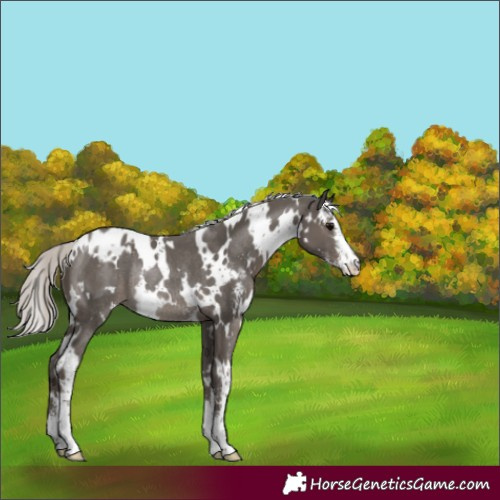Horse Color:White Spotted Silver Black Sabino Appaloosa Rabicano 