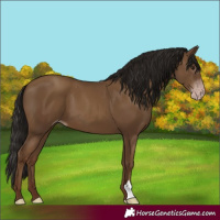 Horse Color:Gray Classic Champagne 