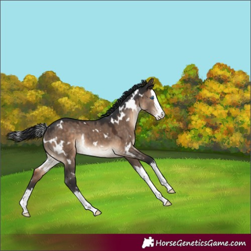 Horse Color:White Spotted Brown Dun Splash Rabicano 
