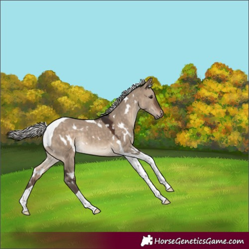 Horse Color:White Spotted Silver Brown Dun Tobiano Rabicano 
