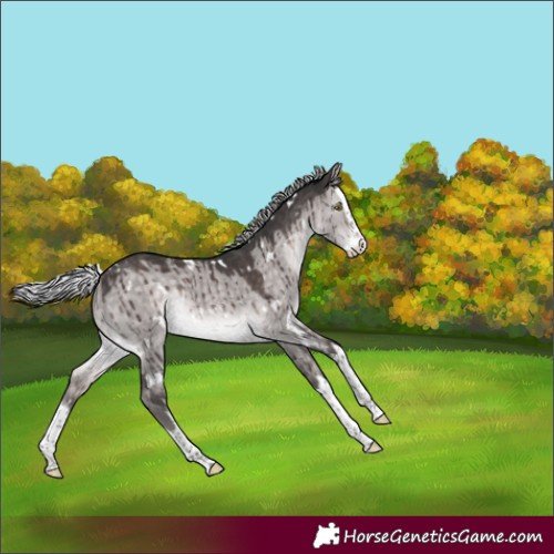 Horse Color:Platinum White Spotted Silver Brown Dun Splash Rabicano Brindle 