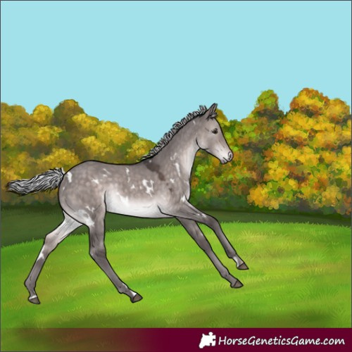 Horse Color:Platinum White Spotted Silver Brown Dun Rabicano 
