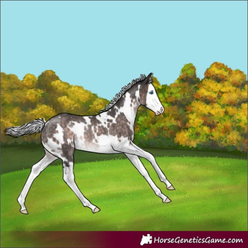 Horse Color:Platinum White Spotted Silver Brown Splash Rabicano 